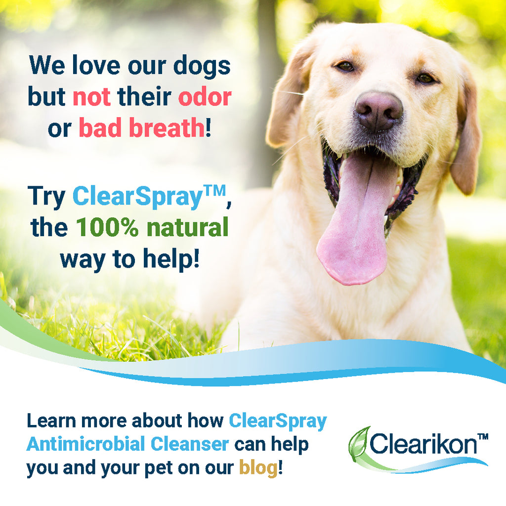 How to Get Rid of Dog Odor with ClearSpray Antimicrobial Cleanser
