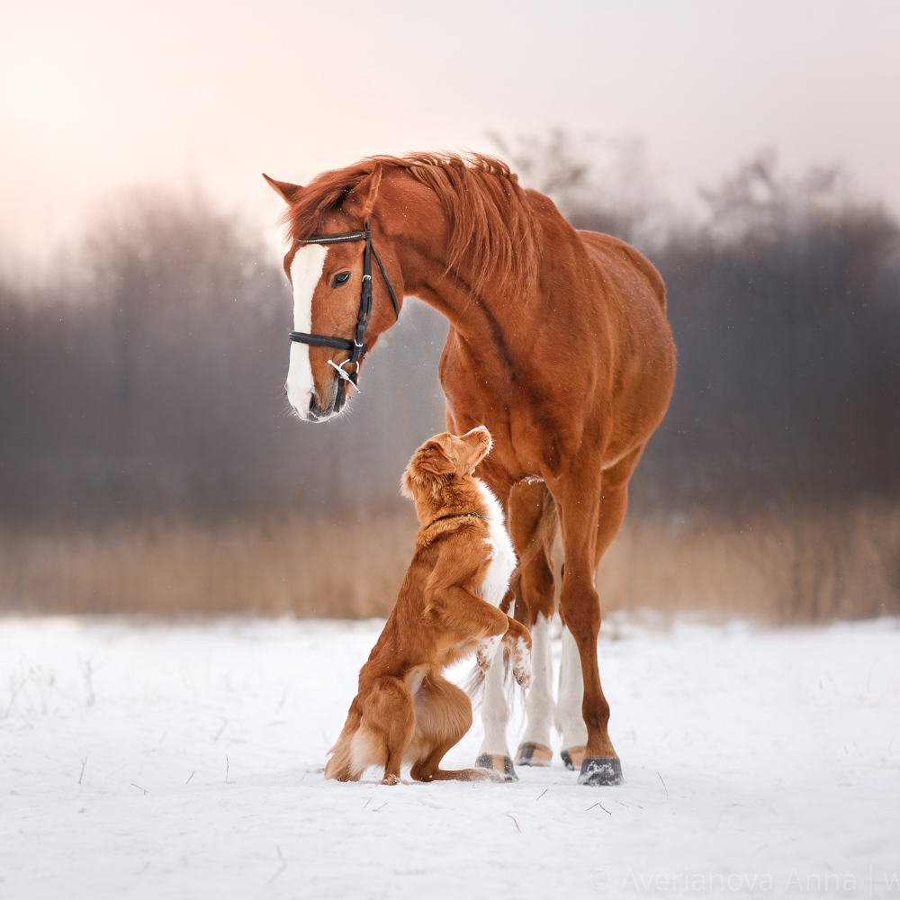 Animal Health